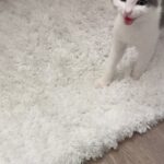 Gredmarie Colón Instagram - Wow puro amor en nuestro hogar. Gracias Dios 🙏🏻❤️🐱 Jamás había tenido gatos y jamás pensé que tendría alguno. Kamilia era la que soñaba con tenerlos. Yo sinceramente me rehusaba, porque estoy consciente de que tener animales es una gran responsabilidad. Aceptamos el compromiso como familia y solo fuimos en busca de un gat@ pero salimos con dos, pensar en separar a esas hermanitas nos partía el corazón. Esperamos una semana porque las iban a operar en el mismo shelter donde las rescataron. Kamilia no se imaginaba la sorpresa que le teníamos y por eso su reacción en el video anterior. Sin duda alguna adoptarlos fue la mejor decisión. Me quedó impresionada con lo limpi@s que son los gatos, la verdad no dan ni trabajo y son bien cariñosos pero a la vez muy independientes. So far so good. Somos madres primerizas de gatos. Cualquier consejo es bien recibido. Bendiciones familia 🥰😘 #family #kittens #cats #kamilia #catmomlife #adopted #lovebunddle #gratitude #sugar #cookie #sisters