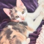 Gredmarie Colón Instagram - Wow puro amor en nuestro hogar. Gracias Dios 🙏🏻❤️🐱 Jamás había tenido gatos y jamás pensé que tendría alguno. Kamilia era la que soñaba con tenerlos. Yo sinceramente me rehusaba, porque estoy consciente de que tener animales es una gran responsabilidad. Aceptamos el compromiso como familia y solo fuimos en busca de un gat@ pero salimos con dos, pensar en separar a esas hermanitas nos partía el corazón. Esperamos una semana porque las iban a operar en el mismo shelter donde las rescataron. Kamilia no se imaginaba la sorpresa que le teníamos y por eso su reacción en el video anterior. Sin duda alguna adoptarlos fue la mejor decisión. Me quedó impresionada con lo limpi@s que son los gatos, la verdad no dan ni trabajo y son bien cariñosos pero a la vez muy independientes. So far so good. Somos madres primerizas de gatos. Cualquier consejo es bien recibido. Bendiciones familia 🥰😘 #family #kittens #cats #kamilia #catmomlife #adopted #lovebunddle #gratitude #sugar #cookie #sisters
