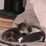 Gredmarie Colón Instagram - Wow puro amor en nuestro hogar. Gracias Dios 🙏🏻❤️🐱 Jamás había tenido gatos y jamás pensé que tendría alguno. Kamilia era la que soñaba con tenerlos. Yo sinceramente me rehusaba, porque estoy consciente de que tener animales es una gran responsabilidad. Aceptamos el compromiso como familia y solo fuimos en busca de un gat@ pero salimos con dos, pensar en separar a esas hermanitas nos partía el corazón. Esperamos una semana porque las iban a operar en el mismo shelter donde las rescataron. Kamilia no se imaginaba la sorpresa que le teníamos y por eso su reacción en el video anterior. Sin duda alguna adoptarlos fue la mejor decisión. Me quedó impresionada con lo limpi@s que son los gatos, la verdad no dan ni trabajo y son bien cariñosos pero a la vez muy independientes. So far so good. Somos madres primerizas de gatos. Cualquier consejo es bien recibido. Bendiciones familia 🥰😘 #family #kittens #cats #kamilia #catmomlife #adopted #lovebunddle #gratitude #sugar #cookie #sisters