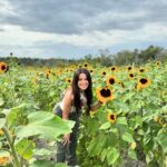 Gredmarie Colón Instagram - Enfoca tu mirada hacia la luz, como un girasol en busca del sol, y verás cómo todo florece a tu alrededor. 🌻 ☀️ #sunflowerpower #naturebeauty #followthelight #bloomingseason #growthmindset