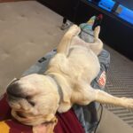 Gustavo Stockler Instagram - #Dump desse mês que durou 2 meses hahaha. Eu tenho valorizado TANTO viver mais tranquilo, e ter um serviço que me ajuda nisso é incrível. Com o Seguro pra Vida da @bbseguros vc tem orientação fitness, psicológica, assistente pet e muuuito mais. | Publi *Confira as condições em bbseguros.com.br