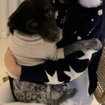 Gyeongree Instagram - ⋆⁺₊⋆행복으로 가득찬 멜크 입니다🐶🎄☃️🤍 (깜순ㅇㅏ 너무 폭 안긴거 아니야?(•̥̥̥⌓•̥̥̥) 엥 내가낳았나 🤣)