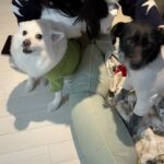Gyeongree Instagram - ⋆⁺₊⋆행복으로 가득찬 멜크 입니다🐶🎄☃️🤍 (깜순ㅇㅏ 너무 폭 안긴거 아니야?(•̥̥̥⌓•̥̥̥) 엥 내가낳았나 🤣)