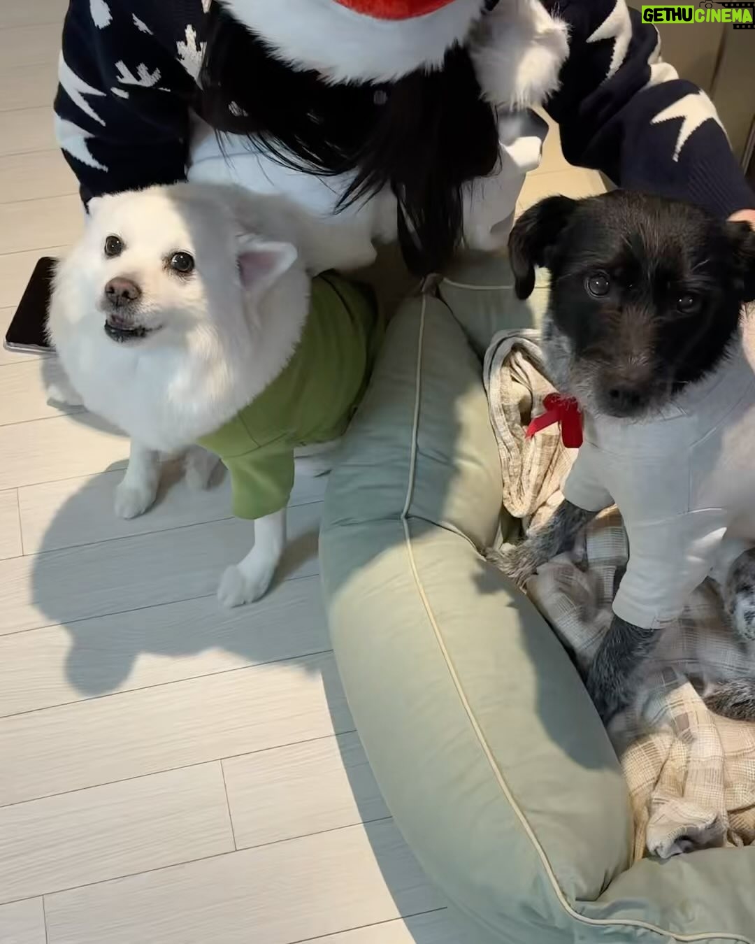 Gyeongree Instagram - ⋆⁺₊⋆행복으로 가득찬 멜크 입니다🐶🎄☃️🤍 (깜순ㅇㅏ 너무 폭 안긴거 아니야?(•̥̥̥⌓•̥̥̥) 엥 내가낳았나 🤣)