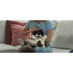 Haley Lu Richardson Instagram - MY CAT AND I ARE COUCH COMMERCIAL STARS ⭐️🛋️!!!!! I’m so proud of Darbin. And this couch is incredible. #Lovesac25 @lovesac #partner