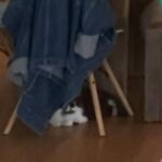 Haley Lu Richardson Instagram - my cat judging me so hard under that chair