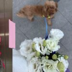 Hande Doğandemir Instagram - bu profili pembelerle, kendimi çiçeklerle donatacağım…