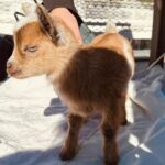 Hannah Simone Instagram – HOT TRENDS ALERT FOR 2024:
Staring in awe at muva nature
Hot boys eating butter chicken poutine
Wine in golf carts
Pineapple on pizza (shut it)
Teeny tiny goats
Pretty viewsszszzzsz

Basically, Canada 🇨🇦