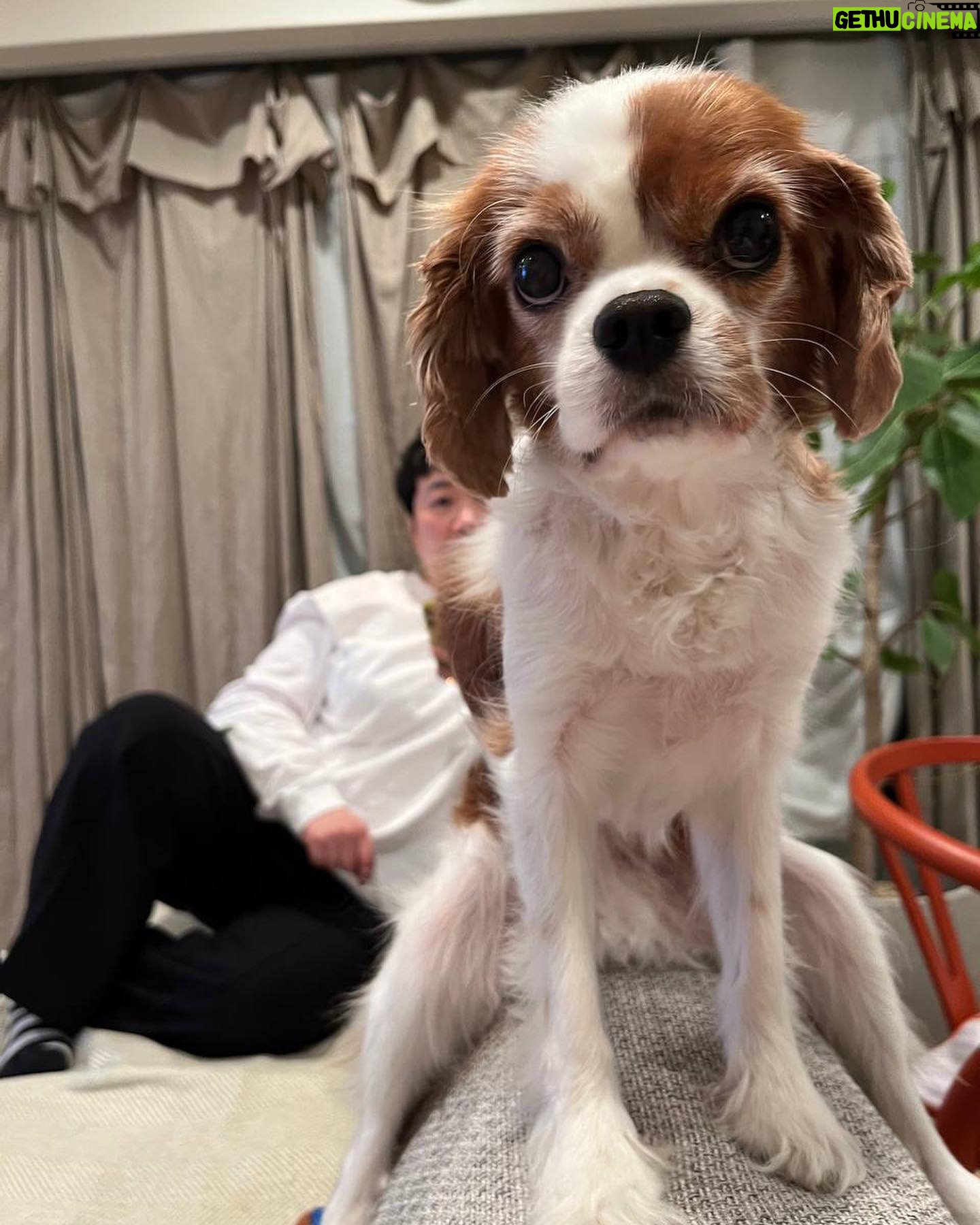 Haruna Kondo Instagram - ※ 最近のことをつらつらと。 ①どっくん。どっくんは普段は甘えん坊なんだけど、このときのどっくんは、俺についてこい的な、バイクの後ろ乗れよ的な凛々しさがあってかっこいいよね!!! 惚れちまうよ!!! 後ろは…なんだろうね🤔 ②帽子をずっとこうやって被って街を歩いてたみたい!まくり上がっちゃって恥ずかしいね! でも頭皮が白くて健康っぽくてかっこいい! ③写真はないんだけど、先日、#XG さんの日本初ステージを観たんだよ!この目で!! 度肝抜かれたよ。もうね、かっこよくて、お口あんぐり。 とにかく楽しかったし、感動した! まだ観たことない人は今すぐYouTubeとかで観てほしい!共感したい!わたしはただのファンだよ! もうすぐ、水谷千重子さんの舞台が始まるよ☻ みなさんとお会いできるのが、ほんっとうに楽しみ!です!