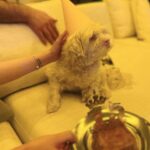Hasti Mahdavifar Instagram - بیوتی پانزده ساله شد❤️ ‏‎همانطور كه در تصاوير ميبينيد،اين سگِ خرِ فيلسوف مسلک من اجازه نداد که ما یک عکس سالم از او بگیریم.کلا تفنگ اش را روی رگبار تنظیم کرده و شمشیرش را از رو برای ما بسته و به آنی بود که حمام خون راه بیاندازد. . ‏‎اما به لطف خودش به خیر گذشت و ما کشته نشدیم و بعد از ثبت این تصاویر نعره زنان و جامه دران به سمت کوه ها دویدیم و پس از اینکه از زنده ماندن یکدیگر مطمئن شدیم،لحظاتی سکوت کردیم و سپس سجده‌ی شکر و وحشت را یکجا و یکصدا به سمت قبله خواندیم. . خلاصه که همکاری نکرد و سالروز تولدش ذره ای برایش ارزش نداشت. . ‏‎به هر روی تولدت مبارک @naso.rosa جان من ❤️💃🏻🎂🎊 . ‏‎اميد به اينكه سايه ات لااقل سه قرن بالای سر من باشد. ‏‎چون به راستی من در این پانزده سال از تو آموختم هر آنچه باید را... . ‏‎پ.ن : با تشکر فراوان از تیم محترم موفق اما ناموفق در عملیات عکاسی 🙏🏻 . ‏#15thbirthday #ceremony