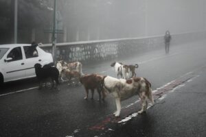 Hasti Mahdavifar Instagram - Photo by : me .
#streetphotography #streetphotographersmagazine #streetphotographer #dogs #coronavirus #tehranstreetphotofestival #tehranstreetphotographyfestival #streetleaks #foggy #feedinganimals #instagram #tehran #northoftehran