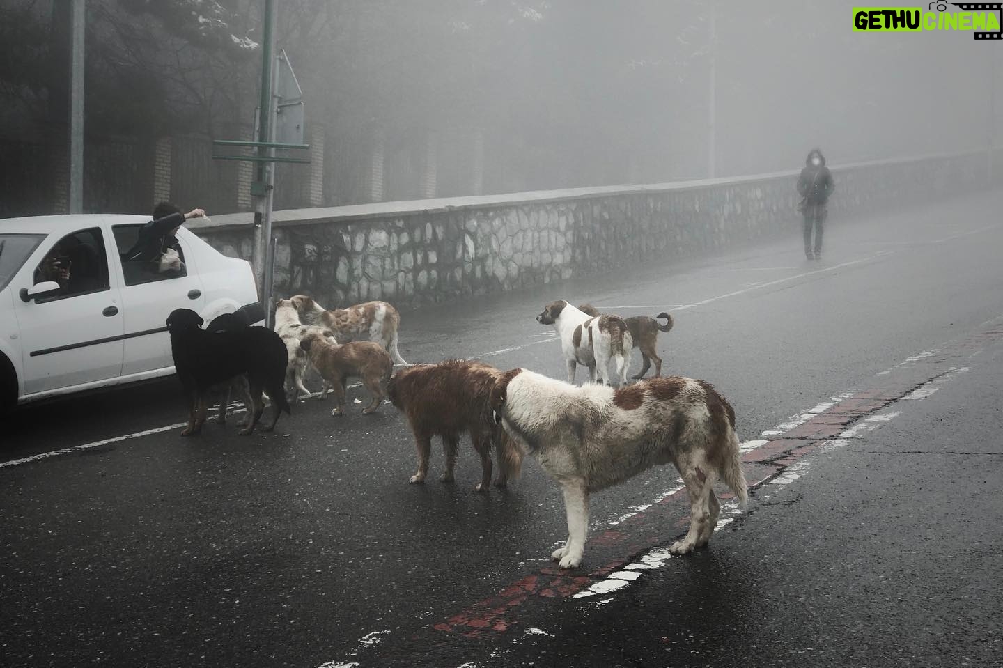 Hasti Mahdavifar - 30.3K Likes - Photo by : me .
#streetphotography #streetphotographersmagazine #streetphotographer #dogs #coronavirus #tehranstreetphotofestival #tehranstreetphotographyfestival #streetleaks #foggy #feedinganimals #instagram #tehran #northoftehran