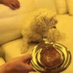 Hasti Mahdavifar Instagram - بیوتی پانزده ساله شد❤️ ‏‎همانطور كه در تصاوير ميبينيد،اين سگِ خرِ فيلسوف مسلک من اجازه نداد که ما یک عکس سالم از او بگیریم.کلا تفنگ اش را روی رگبار تنظیم کرده و شمشیرش را از رو برای ما بسته و به آنی بود که حمام خون راه بیاندازد. . ‏‎اما به لطف خودش به خیر گذشت و ما کشته نشدیم و بعد از ثبت این تصاویر نعره زنان و جامه دران به سمت کوه ها دویدیم و پس از اینکه از زنده ماندن یکدیگر مطمئن شدیم،لحظاتی سکوت کردیم و سپس سجده‌ی شکر و وحشت را یکجا و یکصدا به سمت قبله خواندیم. . خلاصه که همکاری نکرد و سالروز تولدش ذره ای برایش ارزش نداشت. . ‏‎به هر روی تولدت مبارک @naso.rosa جان من ❤️💃🏻🎂🎊 . ‏‎اميد به اينكه سايه ات لااقل سه قرن بالای سر من باشد. ‏‎چون به راستی من در این پانزده سال از تو آموختم هر آنچه باید را... . ‏‎پ.ن : با تشکر فراوان از تیم محترم موفق اما ناموفق در عملیات عکاسی 🙏🏻 . ‏#15thbirthday #ceremony