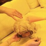 Hasti Mahdavifar Instagram - بیوتی پانزده ساله شد❤️ ‏‎همانطور كه در تصاوير ميبينيد،اين سگِ خرِ فيلسوف مسلک من اجازه نداد که ما یک عکس سالم از او بگیریم.کلا تفنگ اش را روی رگبار تنظیم کرده و شمشیرش را از رو برای ما بسته و به آنی بود که حمام خون راه بیاندازد. . ‏‎اما به لطف خودش به خیر گذشت و ما کشته نشدیم و بعد از ثبت این تصاویر نعره زنان و جامه دران به سمت کوه ها دویدیم و پس از اینکه از زنده ماندن یکدیگر مطمئن شدیم،لحظاتی سکوت کردیم و سپس سجده‌ی شکر و وحشت را یکجا و یکصدا به سمت قبله خواندیم. . خلاصه که همکاری نکرد و سالروز تولدش ذره ای برایش ارزش نداشت. . ‏‎به هر روی تولدت مبارک @naso.rosa جان من ❤️💃🏻🎂🎊 . ‏‎اميد به اينكه سايه ات لااقل سه قرن بالای سر من باشد. ‏‎چون به راستی من در این پانزده سال از تو آموختم هر آنچه باید را... . ‏‎پ.ن : با تشکر فراوان از تیم محترم موفق اما ناموفق در عملیات عکاسی 🙏🏻 . ‏#15thbirthday #ceremony