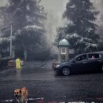 Hasti Mahdavifar Instagram - Photo by : me . #streetphotography #streetphotographers ##streetphotographersmagazine #tehranstreetphotofestival #tspf #instagram #iran #tehran #dog #coronavirus #hungrydog #dogsarefamily #streetleaks #humans #peaple #coldweather