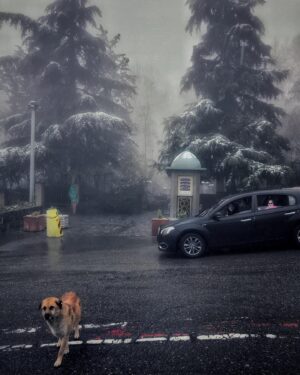Hasti Mahdavifar Instagram - Photo by : me .
#streetphotography #streetphotographers ##streetphotographersmagazine #tehranstreetphotofestival #tspf #instagram #iran #tehran #dog #coronavirus #hungrydog #dogsarefamily #streetleaks #humans #peaple #coldweather