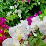 Hayal Köseoğlu Instagram - beg on will 🌺