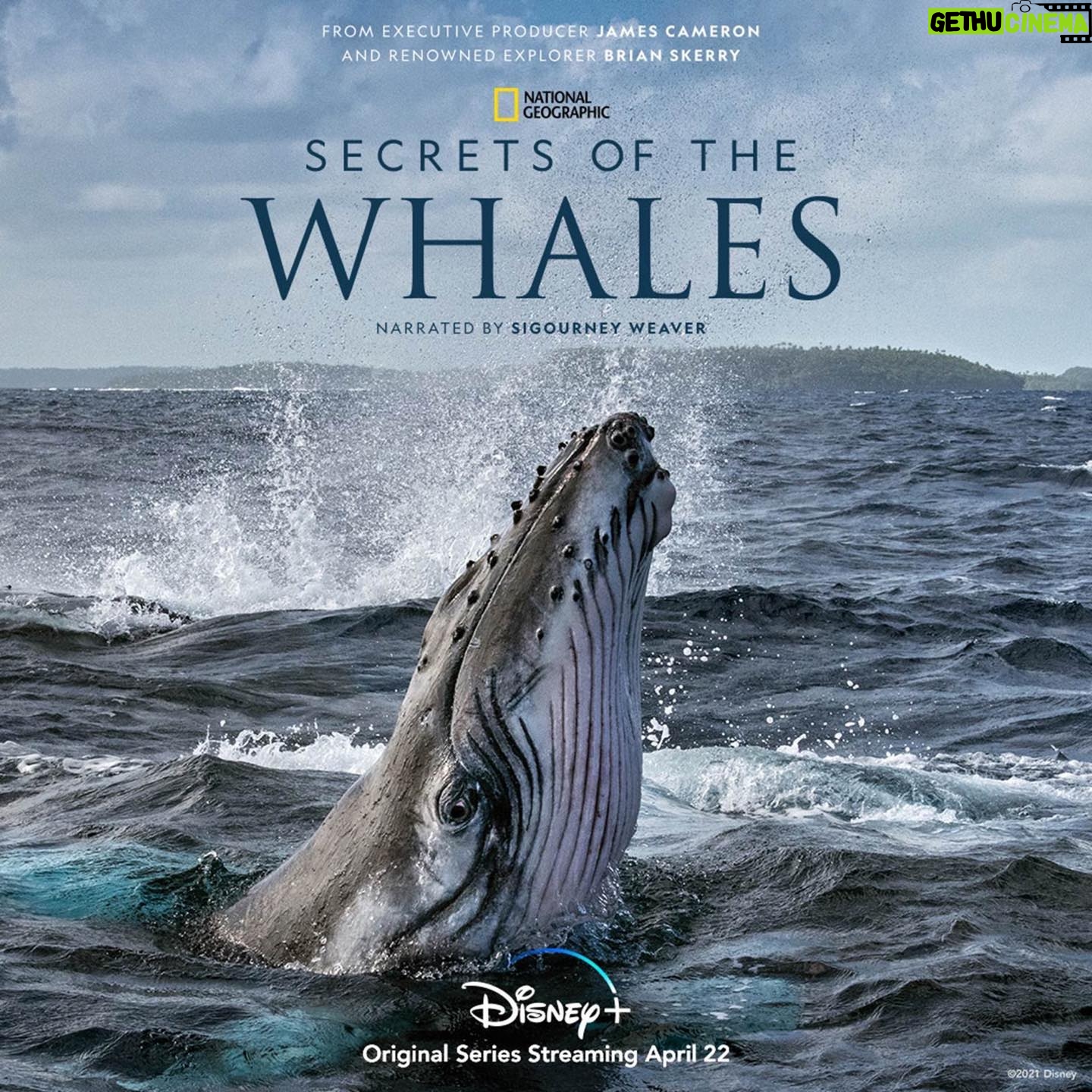 Hayden Panettiere - 13K Likes - Just finished watching a screening of Secrets of the Whales. It’s fantastic and made me fall in love with whales all over again! Check it out April 22nd on Disney Plus! @Disneyplus #NationalGeographic @natgeotv #JamesCameron #BrianSkerry