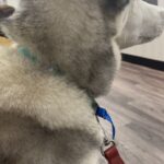Hayden Panettiere Instagram – Success story today! She was running across Sunset Blvd and after a long chase we finally caught her. Thank goodness her owners had her micro-chipped! This beautiful pup is back where she belongs! 🙏🏼