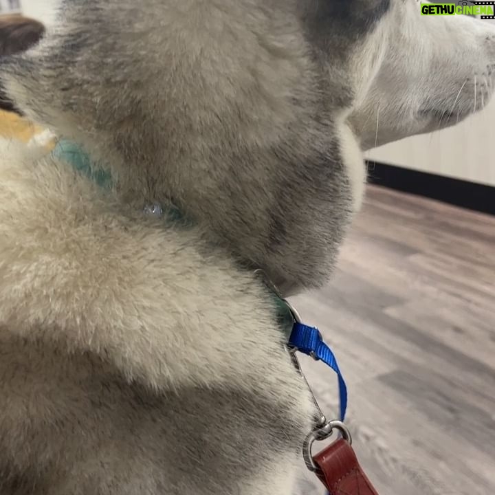 Hayden Panettiere - 26.9K Likes - Success story today! She was running across Sunset Blvd and after a long chase we finally caught her. Thank goodness her owners had her micro-chipped! This beautiful pup is back where she belongs! 🙏🏼