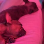 Hayden Panettiere Instagram – Nala is the brown one (the runt of the litter) and Sadie is the blue one. And they’re my besties ❤️