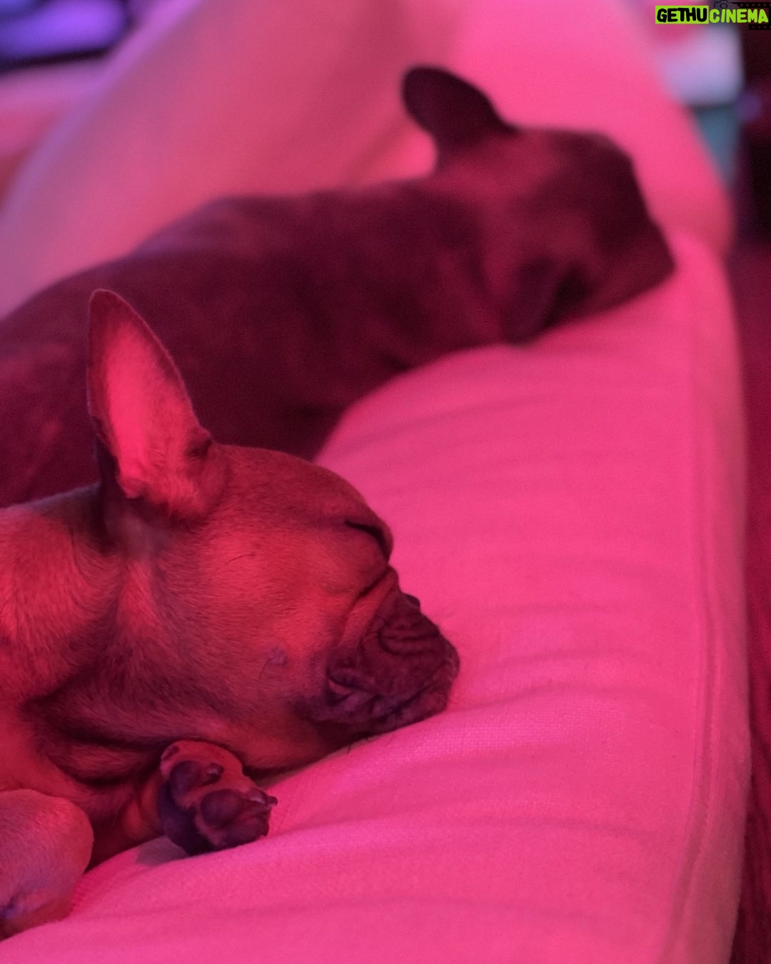 Hayden Panettiere - 6.7K Likes - Nala is the brown one (the runt of the litter) and Sadie is the blue one. And they’re my besties ❤️