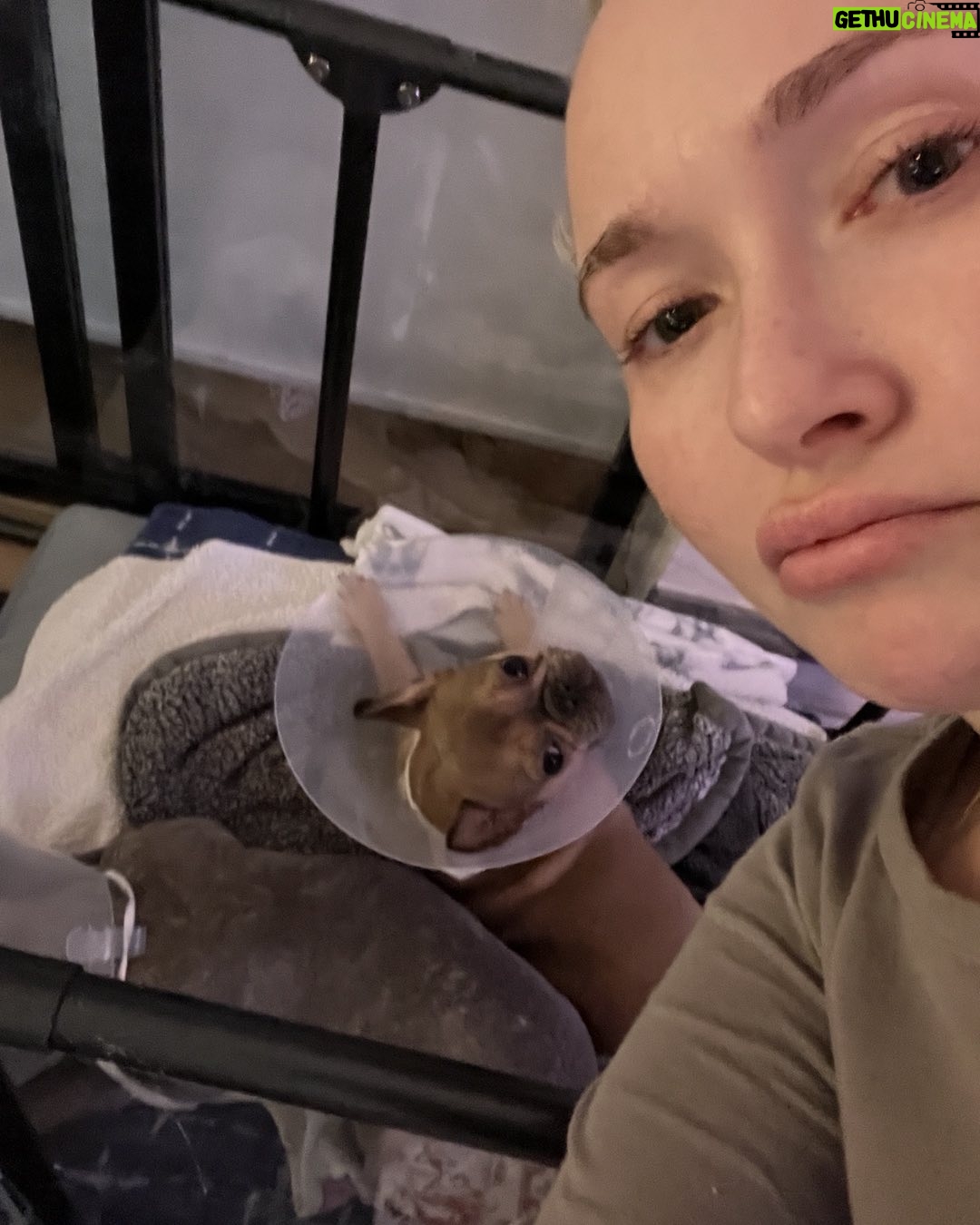 Hayden Panettiere - 12.5K Likes - My babies had surgery and ohhhhh boy they don’t like the cones 🥹