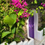 Hayley Atwell Instagram - Bougainvillea 💕🌺 @kivotosmykonos