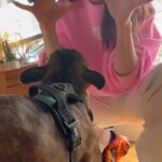 Hayley Atwell Instagram - Sundays with Iris 🐶 my feisty little squeeze-box