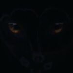 Hayley Kiyoko Instagram - In 2018 I started dating my beautiful gf @beccatilley and wrote a song about her. I wrote a song called Hungry Heart with @joejaniak and @seandouglas . The song was so special to me and I thought about releasing it on ‘expectations’ but I decided it needed it’s own moment. My dream was to collab with a DJ/producer who could bring it to life in the dance world. I believed in this song so much. So we waited. In 2020, I sent the song to Steve Aoki and he loved it. Then the pandemic happened and the song was on pause. In 2022 Steve hit up the incredible Galantis and asked if he wanted to take the song to the finish line. It’s 2023, 5 years later we released it and Hungry Heart is officially #1 on the dance charts. This is proof to manifest what you see for yourself. To believe and keep going!!! Thank you @steveaoki and @wearegalantis for believing in me, this record, and bringing your magic. I’m so happy everyone loves Hungry Heart and thank you for all of the love… we did it!!!!!!!!