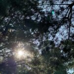 Hebe Tien Fu-chen Instagram - 🧘🏻⭐️🌙☀️✨ 週末參加了三天兩夜的立冬阿育吠陀瑜珈僻靜營 在網路上看到了推廣文，單憑幾個入眼的「阿育吠陀」、「瑜珈」、「僻靜」、「醺臍」（這輩子沒醺過那神秘的生命黑洞，很是好奇啊！）、「備受好評的素食」、「冥想」幾個關鍵字；又自視參加過十日內觀課程，把自己丟進陌生人群與陌生環境共處一室好幾日，應該不成問題，而且還有冥想瑜珈習慣的好表妹作陪，就手滑報名了。 一時幾乎忘了這個僻靜營非禁語，而且是同時與手機、網路共存的環境。報名後曾經一度猶豫後悔，但覺得應該是腦袋只想待在舒適圈的膽怯又再作祟，於是回頭選擇相信自己第一時間，心的第一直覺。 進營隊首要令人驚恐的就是自我介紹，一個站在舞台上唱歌的人，說自己有社交恐懼，我想說破嘴也不會有人能相信理解，只好硬著頭皮，假裝輕鬆落落大方地介紹自己。心想如果希望旁人能放鬆，自己就要先釋放出鬆弛感。不知道我的鬆弛感演得到不到位，策略是否奏效，但很快的就獲得大家一視同仁自然地互動對待，讓誤入叢林的老白兔我感激涕零啊！（後來才知道僻靜營的同學們都是老師瑜珈課的學生，彼此互相熟識。） 僻靜營每位同學的質地或許相異，但相同的是每個人都讓我感覺年輕有為，卻對自我完成、自我探索甚有要求，而不斷地想精進自己。這樣的他們很可愛，很可以被愛，也值得被愛。 我在每個同學、甚至老師身上都能投射看到自己局部的影子。我們是那麼不同的人，卻偶有相同的快樂、恐懼與苛刻自己的模樣。 課程結束前，我很想表達心中有多感謝這些孩子們願意自我探索，而成為我無比清晰一面面的明鏡；也謝謝老師求好心切地想把自己生命軌跡裡已知的、體悟的，與大家分享。 更想謝謝大家送給我這次奢侈珍貴的禮物 -「一視同仁的對待」。 聽到老師和同學們口中馥甄馥甄純粹地叫著我的名字時，我感覺到自己的獨特是因為生命本身，而不是身份。 這幾天被山林環抱，被可愛的善意擁抱。 道別前，其實也好想一一擁抱每位同學，但瞻前顧後的我，又擔心起這樣的行為是不是會造成自己把自己當成主角的觀感，於是作罷。 再見了，可愛的人們！ 祝福大家在星空下燃燒的願望都一一實現，且活出星空般無垠的豐盛。
