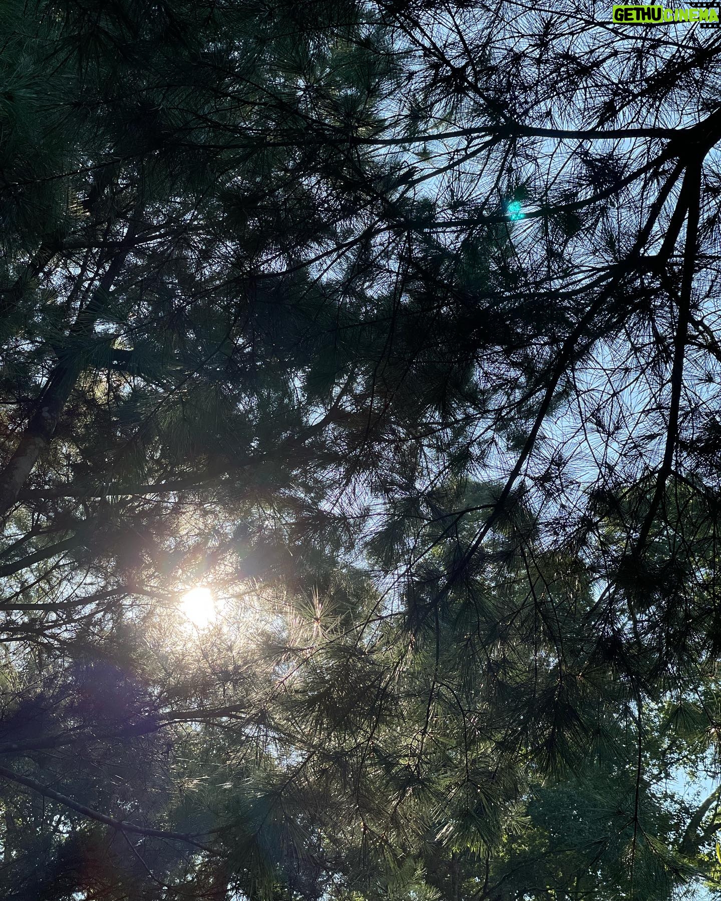 Hebe Tien Fu-chen Instagram - 🧘🏻⭐️🌙☀️✨ 週末參加了三天兩夜的立冬阿育吠陀瑜珈僻靜營 在網路上看到了推廣文,單憑幾個入眼的「阿育吠陀」、「瑜珈」、「僻靜」、「醺臍」(這輩子沒醺過那神秘的生命黑洞,很是好奇啊!)、「備受好評的素食」、「冥想」幾個關鍵字;又自視參加過十日內觀課程,把自己丟進陌生人群與陌生環境共處一室好幾日,應該不成問題,而且還有冥想瑜珈習慣的好表妹作陪,就手滑報名了。 一時幾乎忘了這個僻靜營非禁語,而且是同時與手機、網路共存的環境。報名後曾經一度猶豫後悔,但覺得應該是腦袋只想待在舒適圈的膽怯又再作祟,於是回頭選擇相信自己第一時間,心的第一直覺。 進營隊首要令人驚恐的就是自我介紹,一個站在舞台上唱歌的人,說自己有社交恐懼,我想說破嘴也不會有人能相信理解,只好硬著頭皮,假裝輕鬆落落大方地介紹自己。心想如果希望旁人能放鬆,自己就要先釋放出鬆弛感。不知道我的鬆弛感演得到不到位,策略是否奏效,但很快的就獲得大家一視同仁自然地互動對待,讓誤入叢林的老白兔我感激涕零啊!(後來才知道僻靜營的同學們都是老師瑜珈課的學生,彼此互相熟識。) 僻靜營每位同學的質地或許相異,但相同的是每個人都讓我感覺年輕有為,卻對自我完成、自我探索甚有要求,而不斷地想精進自己。這樣的他們很可愛,很可以被愛,也值得被愛。 我在每個同學、甚至老師身上都能投射看到自己局部的影子。我們是那麼不同的人,卻偶有相同的快樂、恐懼與苛刻自己的模樣。 課程結束前,我很想表達心中有多感謝這些孩子們願意自我探索,而成為我無比清晰一面面的明鏡;也謝謝老師求好心切地想把自己生命軌跡裡已知的、體悟的,與大家分享。 更想謝謝大家送給我這次奢侈珍貴的禮物 -「一視同仁的對待」。 聽到老師和同學們口中馥甄馥甄純粹地叫著我的名字時,我感覺到自己的獨特是因為生命本身,而不是身份。 這幾天被山林環抱,被可愛的善意擁抱。 道別前,其實也好想一一擁抱每位同學,但瞻前顧後的我,又擔心起這樣的行為是不是會造成自己把自己當成主角的觀感,於是作罷。 再見了,可愛的人們! 祝福大家在星空下燃燒的願望都一一實現,且活出星空般無垠的豐盛。