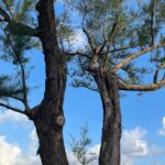 Hebe Tien Fu-chen Instagram - 🐦‍⬛☀️ 謝謝🌳🌳 『人要低調 心要堅強』