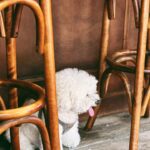 Hebe Tien Fu-chen Instagram - ☕️☁️🐶 喝一杯小咖啡，巧遇一位小朋友， 可口，可愛，可以的生活。 #其實我有新單曲啦 #乘著無人光影的遠行 #覺得我看起來無所事事的朋友請點👆🏻🔗聆聽 #謝謝
