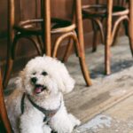 Hebe Tien Fu-chen Instagram - ☕️☁️🐶 喝一杯小咖啡，巧遇一位小朋友， 可口，可愛，可以的生活。 #其實我有新單曲啦 #乘著無人光影的遠行 #覺得我看起來無所事事的朋友請點👆🏻🔗聆聽 #謝謝