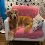 Heidi D’Amelio Instagram – I threw a puppy party! 🐾🎀🦴🩵🎉 Head over to my TikTok to see how I celebrated Rebel, Cali & Codi’s birthdays!
