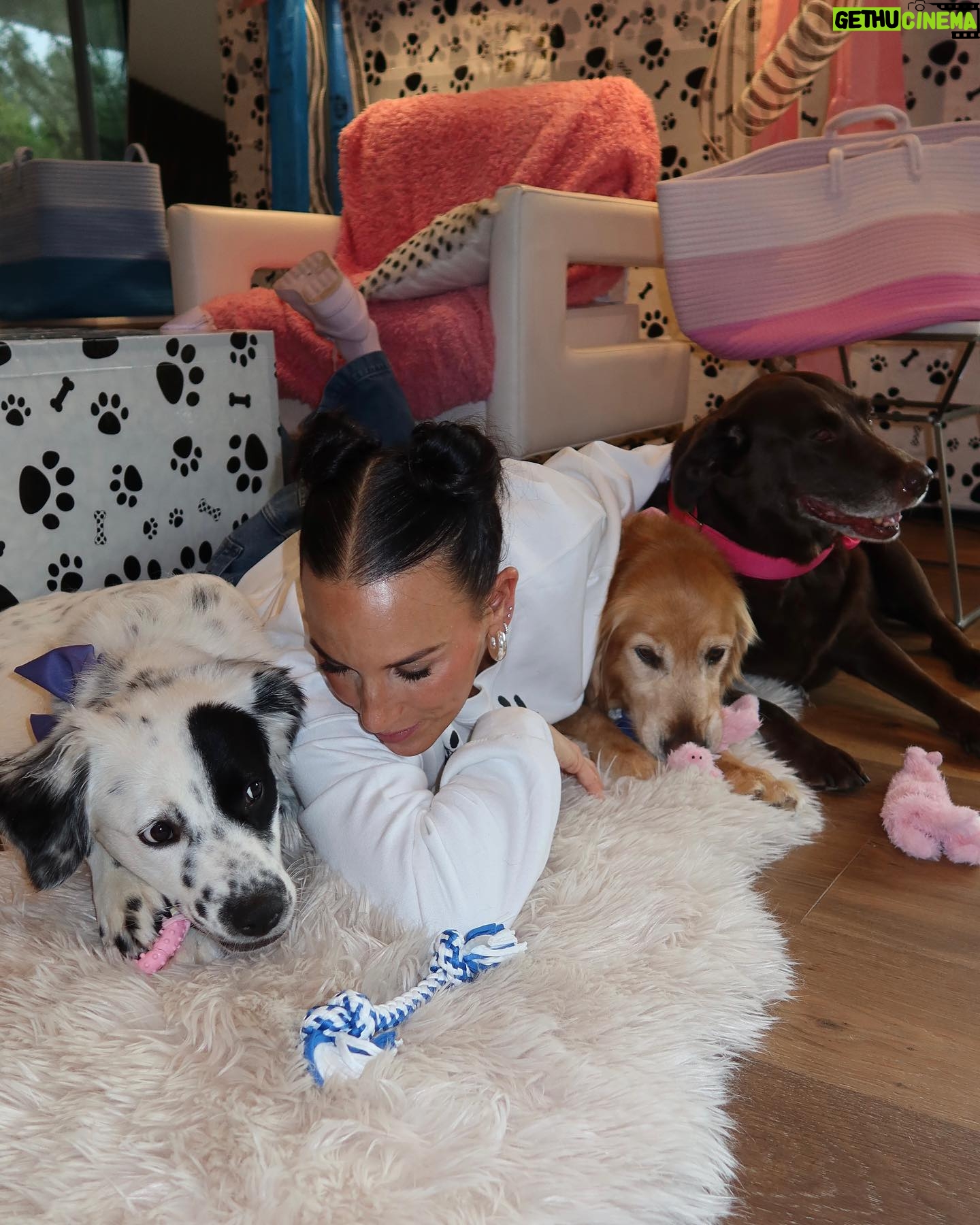 Heidi D'Amelio Instagram - I threw a puppy party! š¾šš¦“š©µš Head over to my TikTok to see how I celebrated Rebel, Cali & Codiās birthdays!