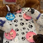 Heidi D’Amelio Instagram – I threw a puppy party! 🐾🎀🦴🩵🎉 Head over to my TikTok to see how I celebrated Rebel, Cali & Codi’s birthdays!