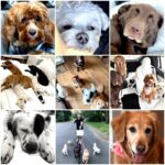 Heidi D’Amelio Instagram – 🐾🤎🐾🤍🐾🧡🐾you are all so loved