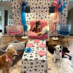 Heidi D'Amelio Instagram - I threw a puppy party! 🐾🎀🦴🩵🎉 Head over to my TikTok to see how I celebrated Rebel, Cali & Codi’s birthdays!