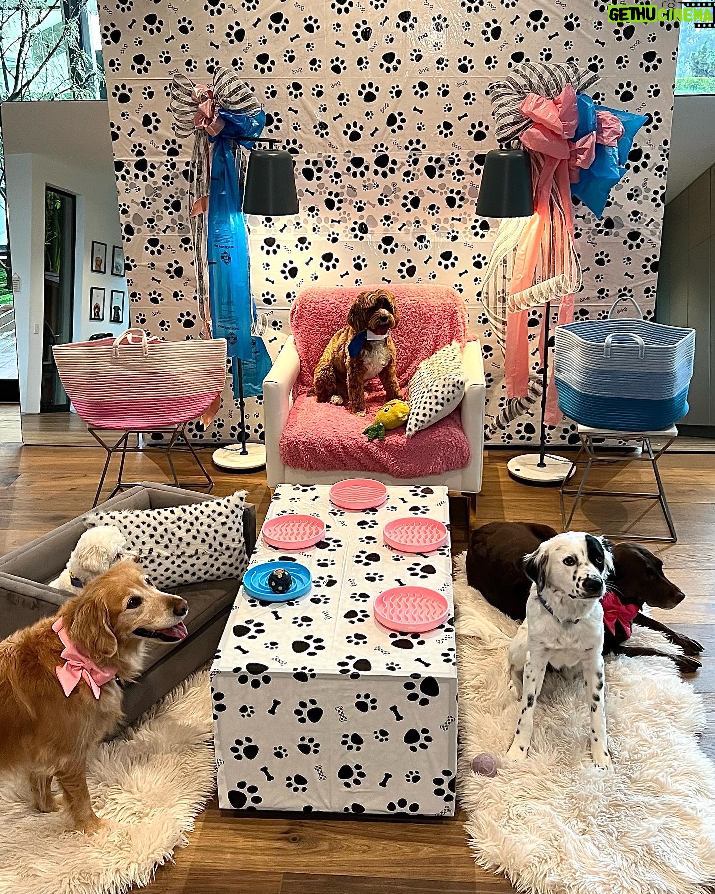 Heidi D'Amelio Instagram - I threw a puppy party! š¾šš¦“š©µš Head over to my TikTok to see how I celebrated Rebel, Cali & Codiās birthdays!