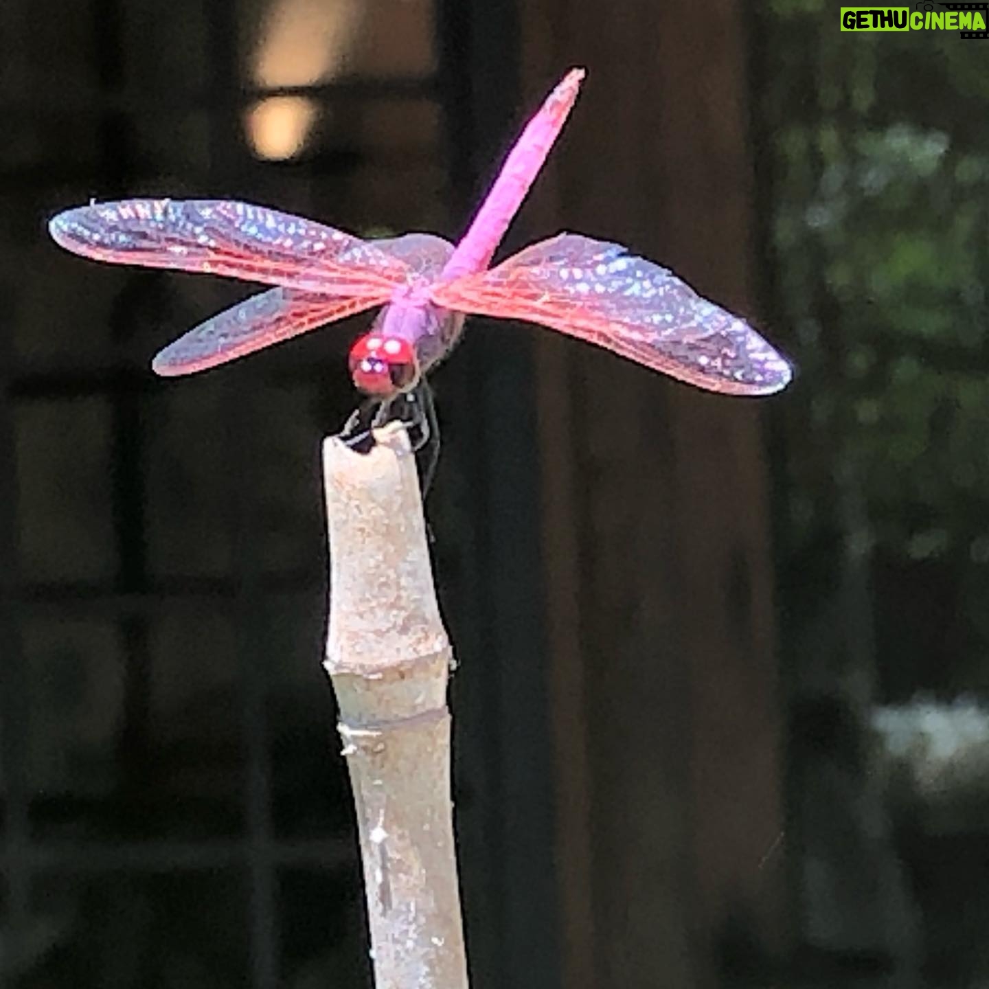 Helen Mirren Instagram - and just because it is there what about this pink dragonfly? and you don’t believe in fairies?