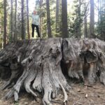 Helen Mirren Instagram - this incredible tree was cut down to be displayed by PT Barnum as no one in the East would believe there were trees this big. I hope we have learned since then