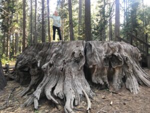 Helen Mirren Instagram - this incredible tree was cut down to be displayed by PT Barnum as no one in the East would believe there were trees this big. I hope we have learned since then