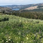 Helen Mirren Instagram - the incredible beauty of the Sierras and their wildflowers