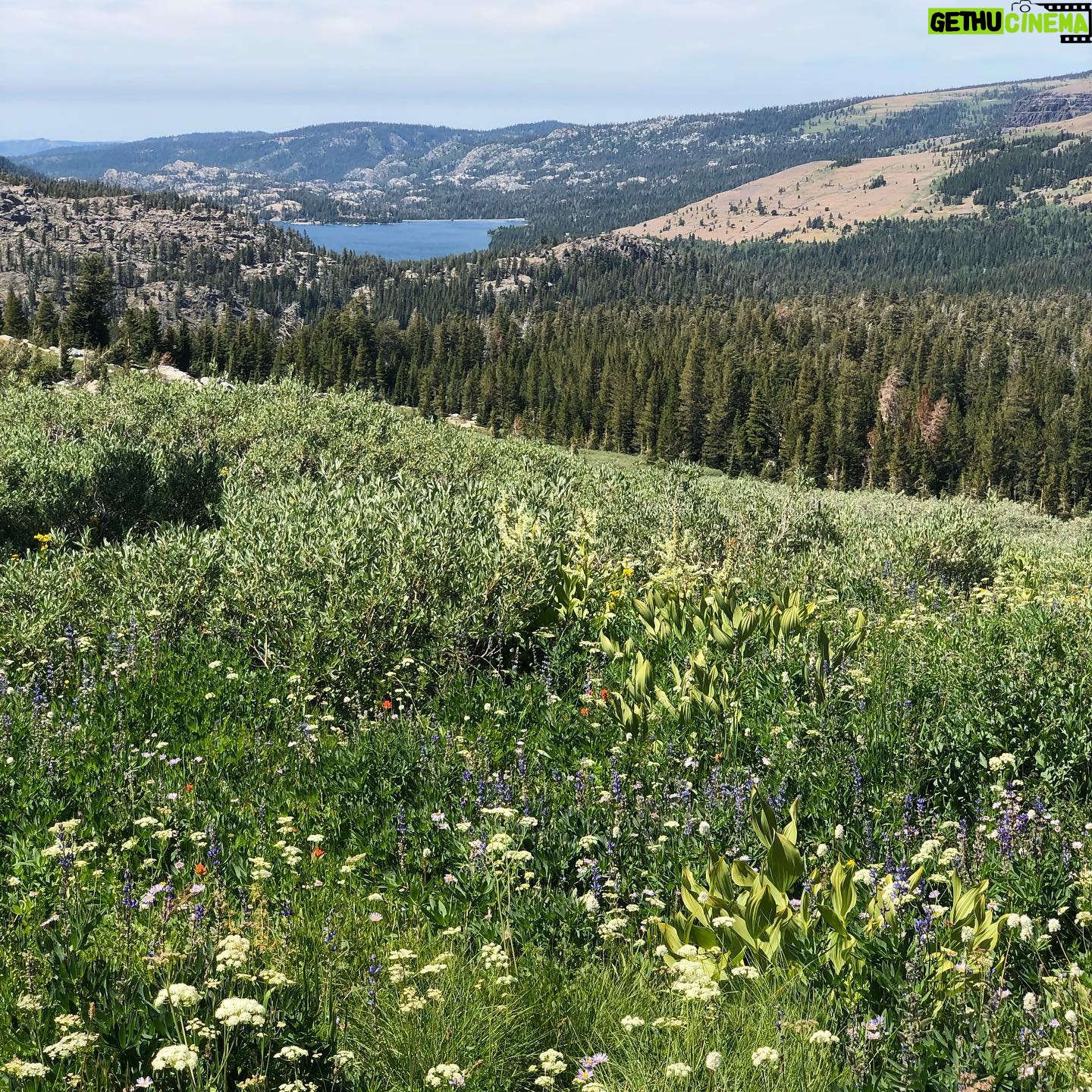 Helen Mirren Instagram - the incredible beauty of the Sierras and their wildflowers