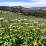 Helen Mirren Instagram - the incredible beauty of the Sierras and their wildflowers