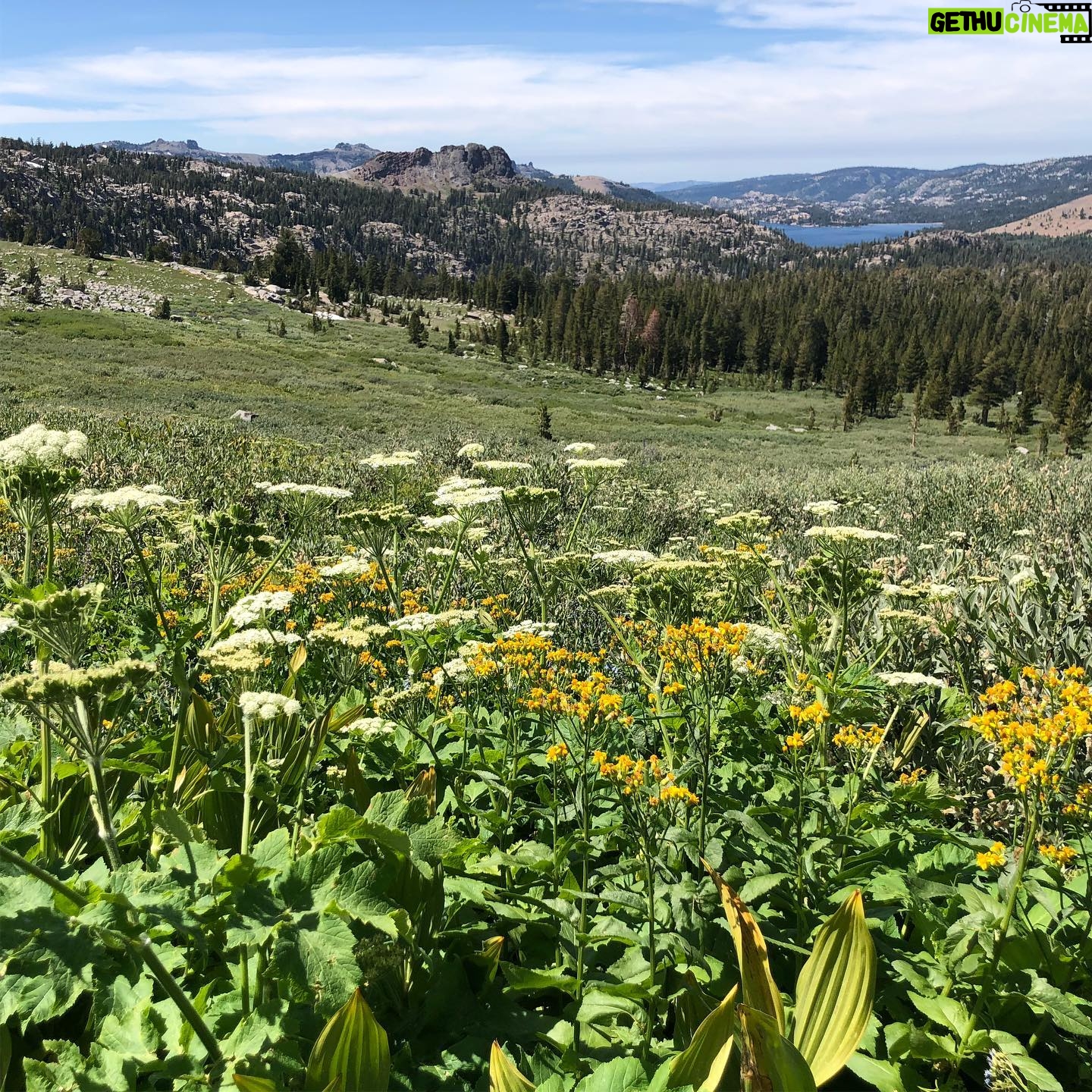 Helen Mirren Instagram - the incredible beauty of the Sierras and their wildflowers