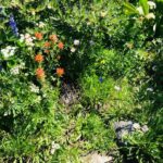 Helen Mirren Instagram - the incredible beauty of the Sierras and their wildflowers