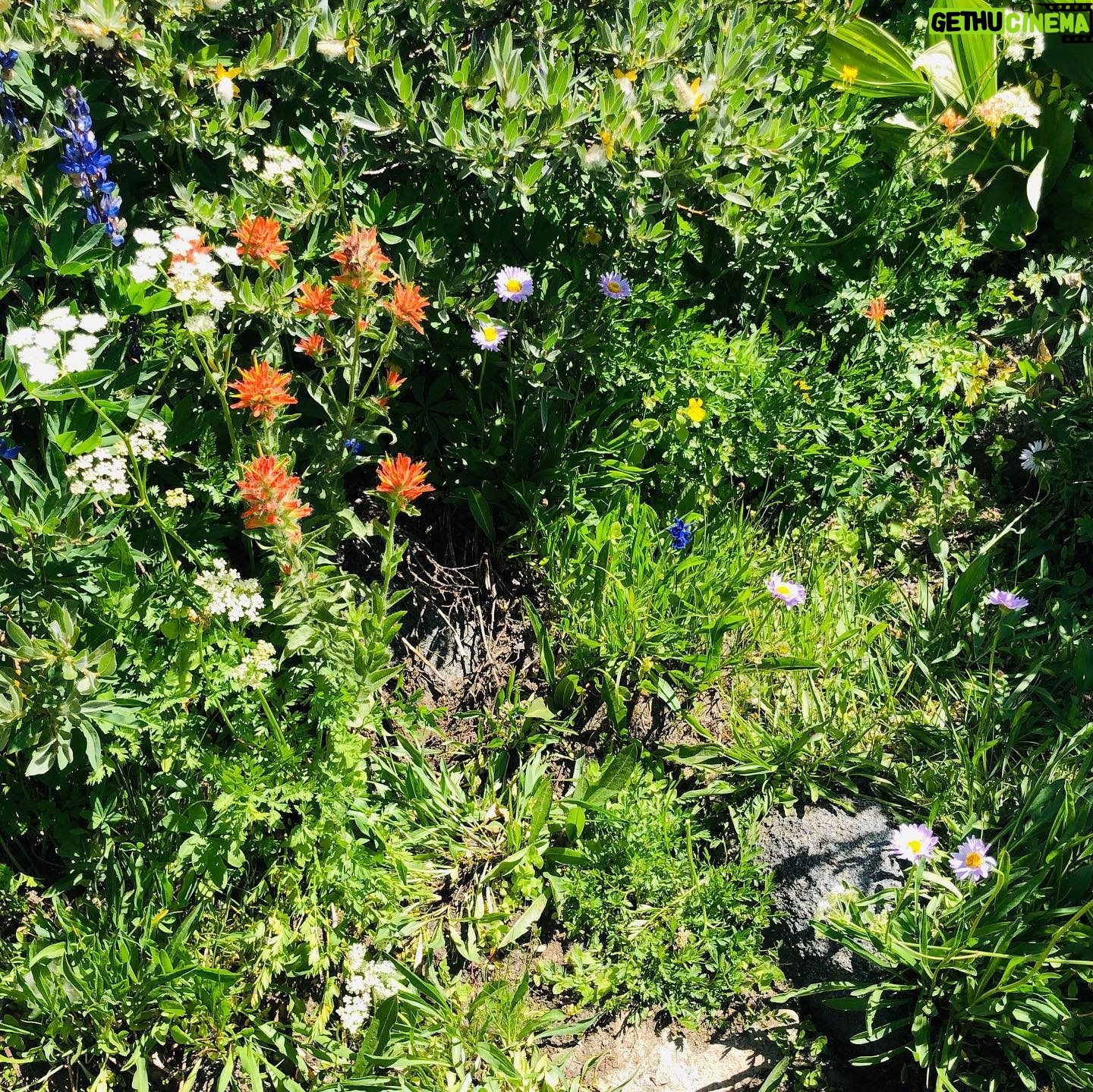 Helen Mirren Instagram - the incredible beauty of the Sierras and their wildflowers
